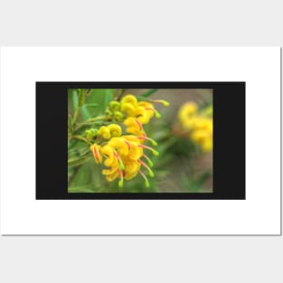 Grevillea Goldrush Posters and Art